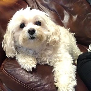 Meet your Posher, Heidi